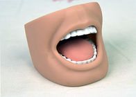 Modelo adulto da boca do manequim dental dos cuidados com ISO completo 9001-2000 dos dentes