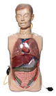 Gástrica transparente lava simuladores com órgãos de Anatony para o treinamento clínico
