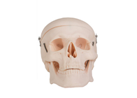 Modelo humano For Colleges Training da anatomia do crânio adulto realístico