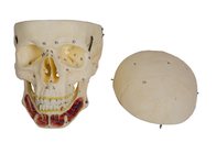 As cavidades cranianas coloriram o modelo humano For Training do crânio