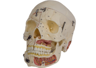 Modelo With Nervi Vascularis da anatomia do crânio da cor da pele do PVC