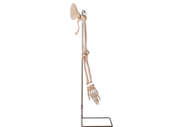 ISO humano 45001 do modelo da anatomia da clavícula das peças do braço de Realisctic