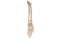 Osso radial da anatomia da junção de cotovelo da palma para o treinamento médico
