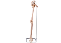 O PVC 3D abaixa o modelo anca For Medical Training do osso do membro