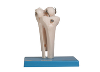 PVC humano de Skin Color do modelo da anatomia do osso da junção do OEM