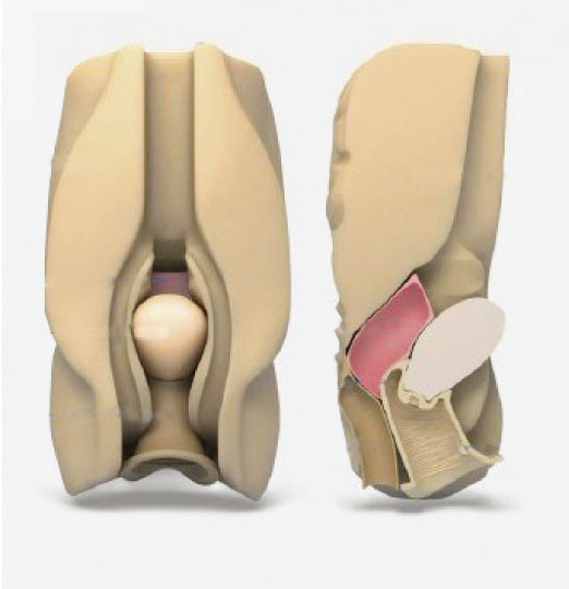 Simulador Laparoscopic do culdocentesis vaginal abdominal fêmea dos órgãos viscerais