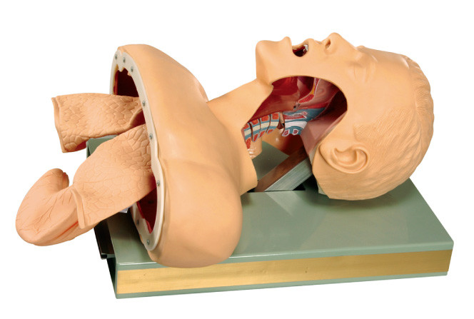 Manequim Tracheal humano da ressuscitação com alarme eletrônico para treinar e ensinar