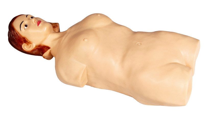 Metade fêmea - manequim abdominal do simulador da palpação do corpo para a faculdade, aprendizagem do hospital