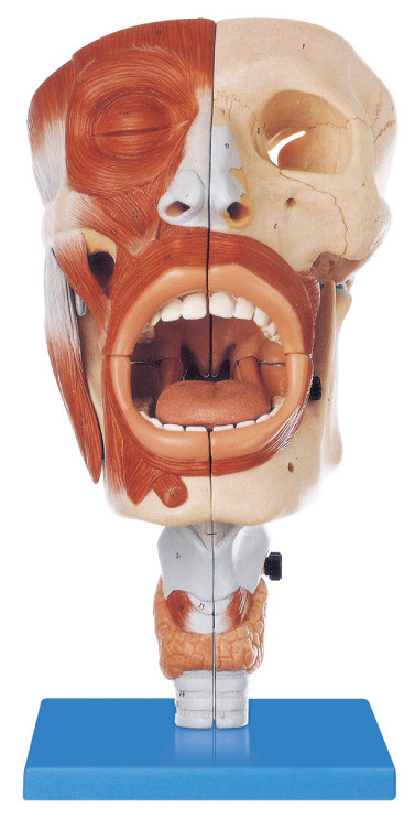 O modelo humano a favor do meio ambiente da anatomia do PVC nasal, a posição 113 oral indicou o modelo de treinamento