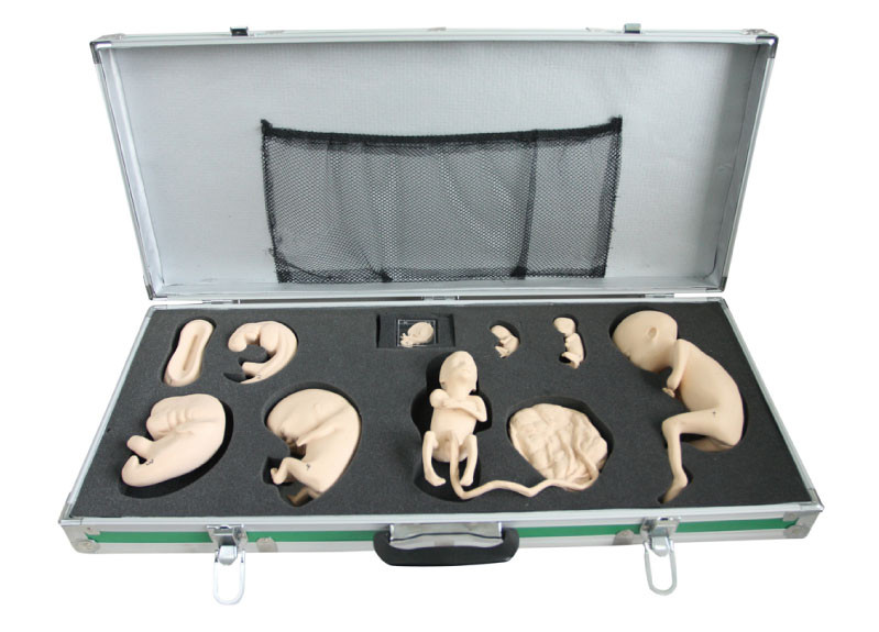 Caixa portátil com modelo Fetal para a observação e o estudo do desenvolvimento embrionário