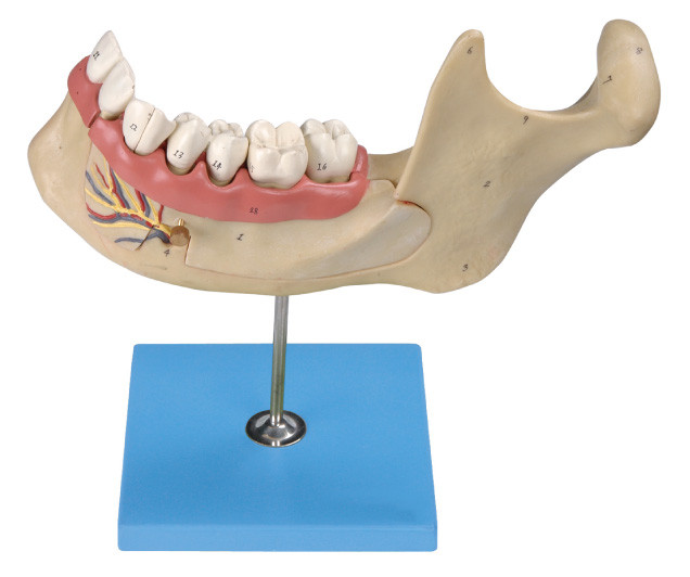 Os dentes humanos modelam, 29 posições são indicados dos dentes adultos permanentes mandibulares ampliados