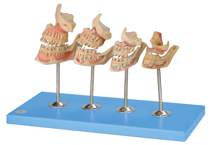 Modelo humano dos dentes do desenvolvimento para hospitais, escolas, formação das faculdades