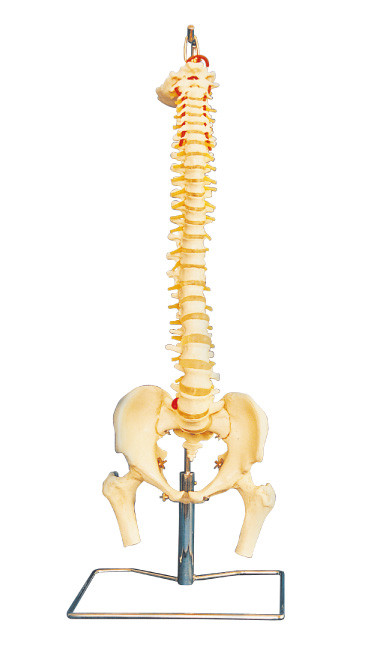 Coluna vertebral avançada do PVC com modelo humano da anatomia da pelve para a educação da universidade