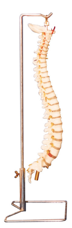 Coluna vertebral com a ferramenta humana da educação do modelo da anatomia do suporte de aço inoxidável