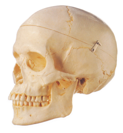 O modelo humano 3 da anatomia do crânio adulto de Removeable parte a educação escolar