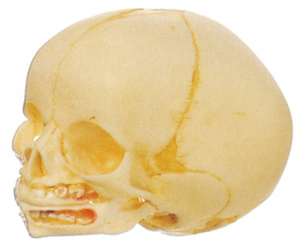 2 porções do modelo humano da anatomia do crânio infantil importaram a boneca do treinamento do PVC