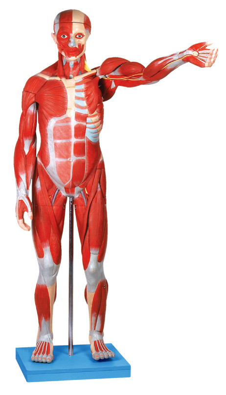 O modelo anatômico masculino do músculo/modelo humano da anatomia com órgãos internos 27 parte