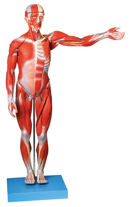 Músculos do modelo humano masculino da anatomia ligments das mostras de 18 porções