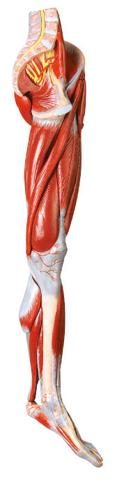 os músculos de 10 porções da anatomia humana do pé modelam com embarcações e os nervos principais
