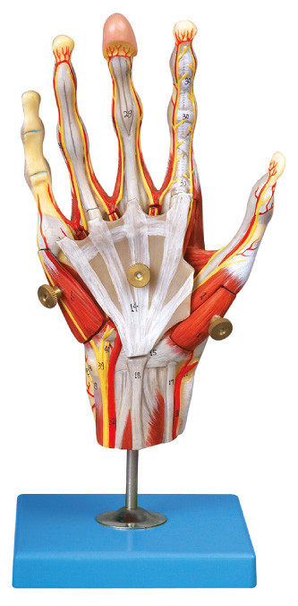Os músculos da anatomia humana da mão modelam com exposição principal das embarcações e da posição dos nervos 42