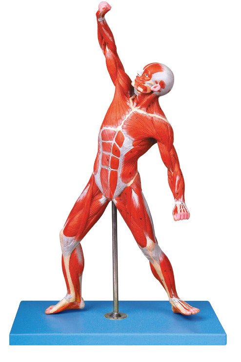 Os músculos das posições masculinas do modelo 69 da anatomia indicam o modelo traing
