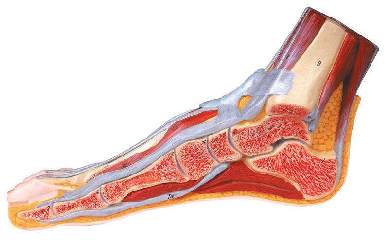 Seção sagital mediana do modelo humano da anatomia do pé com o número marcado