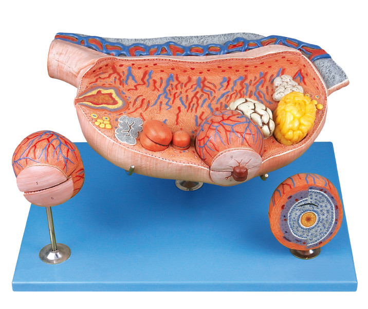 8 porções do modelo humano ampliado da anatomia do ovário mostram os folículo ovarianos, ovium, ovulação, óvulo