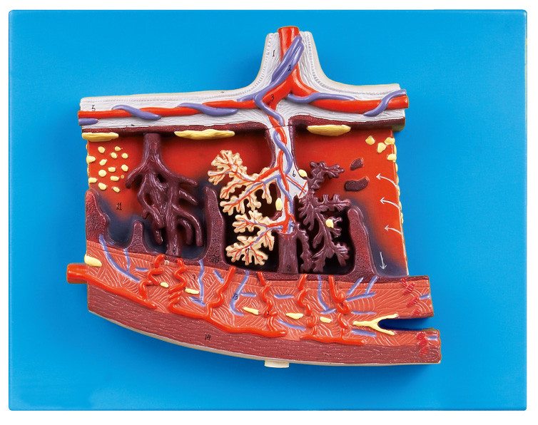 Modelo humano ampliado da anatomia do modelo da placenta para a placenta humana no secção transversal