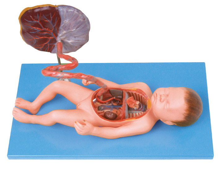 Modelo humano Fetal da anatomia do sistema circulatório para o treinamento da escola de cuidados