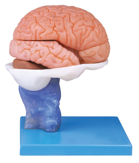 Modelo avançado de Anatomyical do cérebro humano da pintura com 15 porções para o treinamento da anatomia