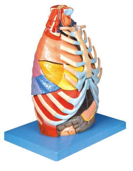 Modelo humano realístico da anatomia da cavidade torácica com a ferramenta baixa do treinamento