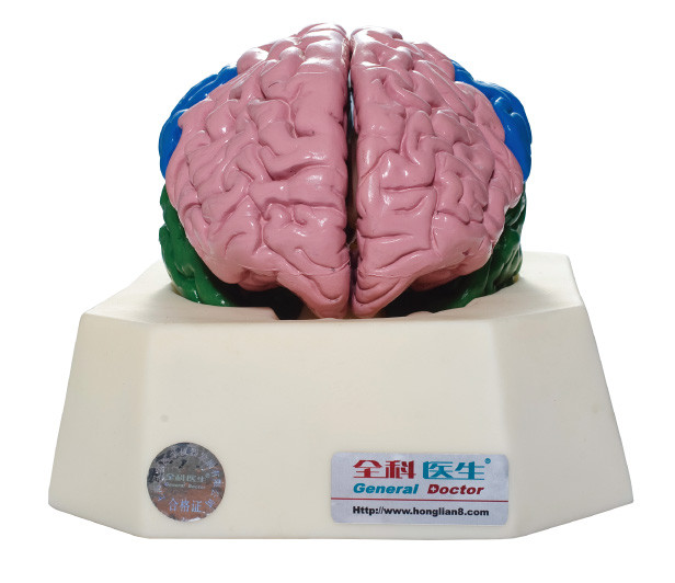 Simulador para hospitais, treinamento de Anatomyical do lóbulo do cérebro da anatomia das escolas