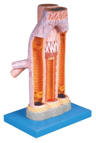 Do modelo humano da anatomia da artéria e da veia treinamento médico ampliado para a escola, hospital