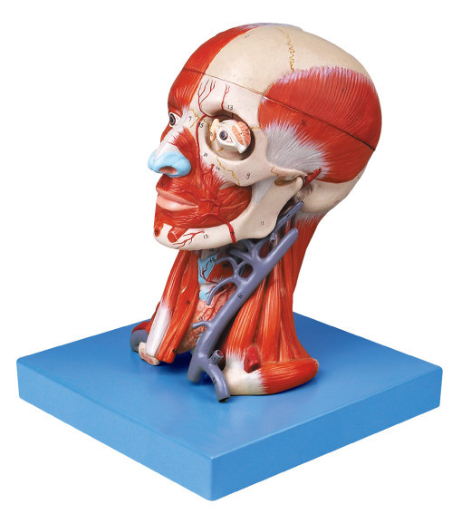Modelo do cérebro com músculo da pasta e vasos sanguíneos para a formação das faculdades médicas