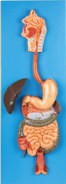 Sistema digestivo com modelo humano para hospitais, simulação da anatomia do tubo digestivo das faculdades