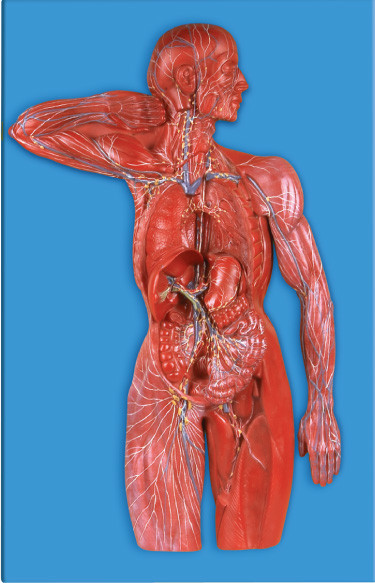 Modelo humano para hospitais, simulação da anatomia do sistema linfático das faculdades