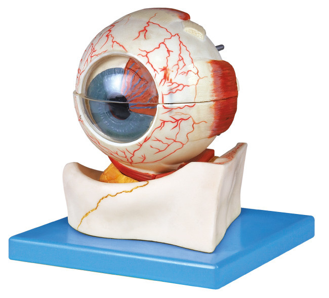 Sete porções eye o modelo humano da anatomia com uma base para o treinamento do laboratório