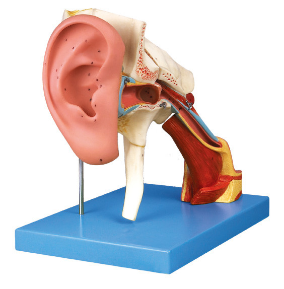 Modelo humano ampliado da anatomia da orelha com paridades removíveis para o treinamento do shool