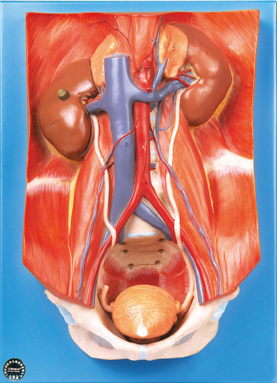 O modelo da parede traseiro do sistema urinário com 22 posições é indicado aprendendo