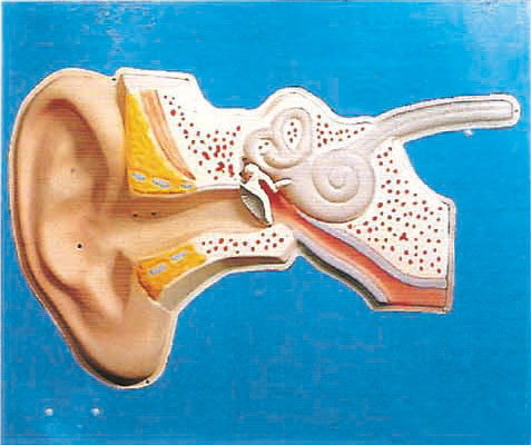 Modelo humano regulamentar auditivo da anatomia da orelha para o treinamento médico