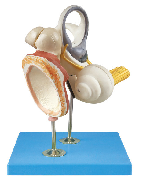 A orelha interna, o Ossicle auditivo e a anatomia humana timpânica de Membrance modelam