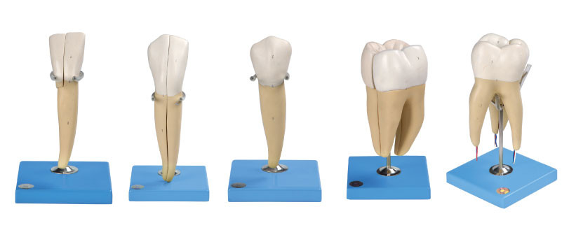 Cinco tipos do modelo humano dos dentes feito de PVC avançado para o treinamento anatômico