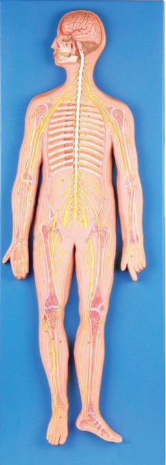do modelo humano da anatomia do sistema nervoso de 33 posições simulador médico