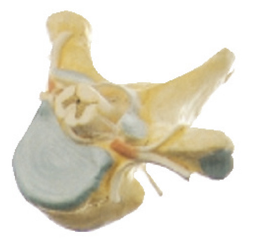 Vertrebra torácico com modelo humano da anatomia da medula espinal no secção transversal para o simulador médico