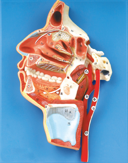 51 posições indicam a boca, o nariz, a faringe e a laringe com embarcações e nervos