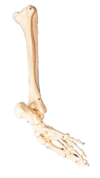 Os ossos do pé, do perónio e da anatomia humana do shinebone modelam a ferramenta do treinamento