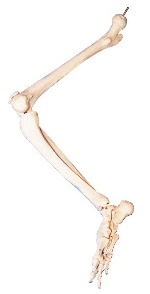 Os ossos da anatomia humana 3d de um mais baixo membro modelam PARA o ensino anatômico