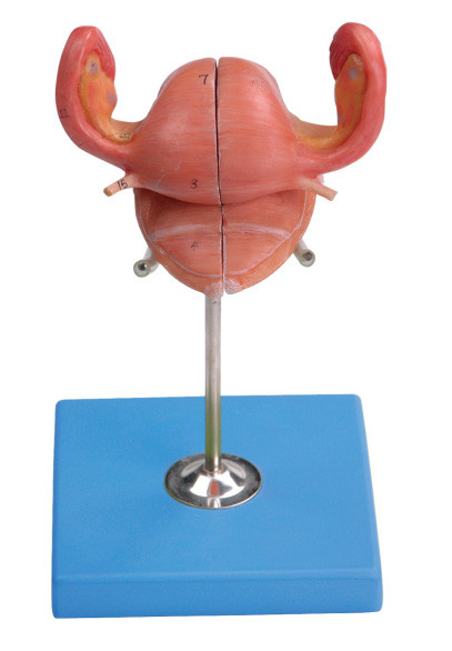 Modelo do útero com bexiga e seção sagital Vaginal para treinar