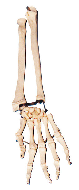 Osso da palma com cotovelo - o osso e o osso radial armam a ferramenta modelo do treinamento da anatomia
