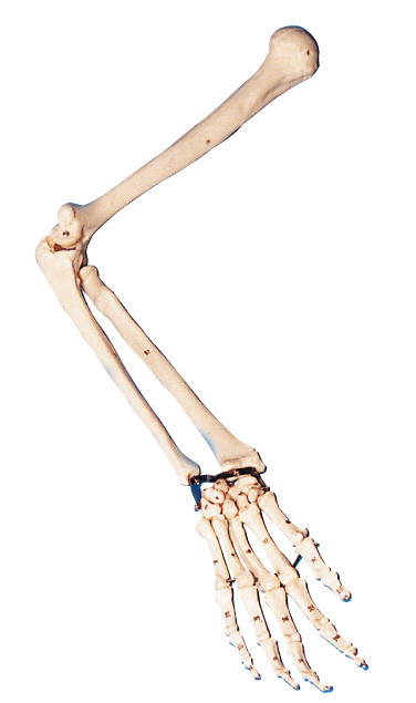 Vida - modelo do braço da anatomia do tamanho/modelo humano da anatomia para o treinamento do laboratório